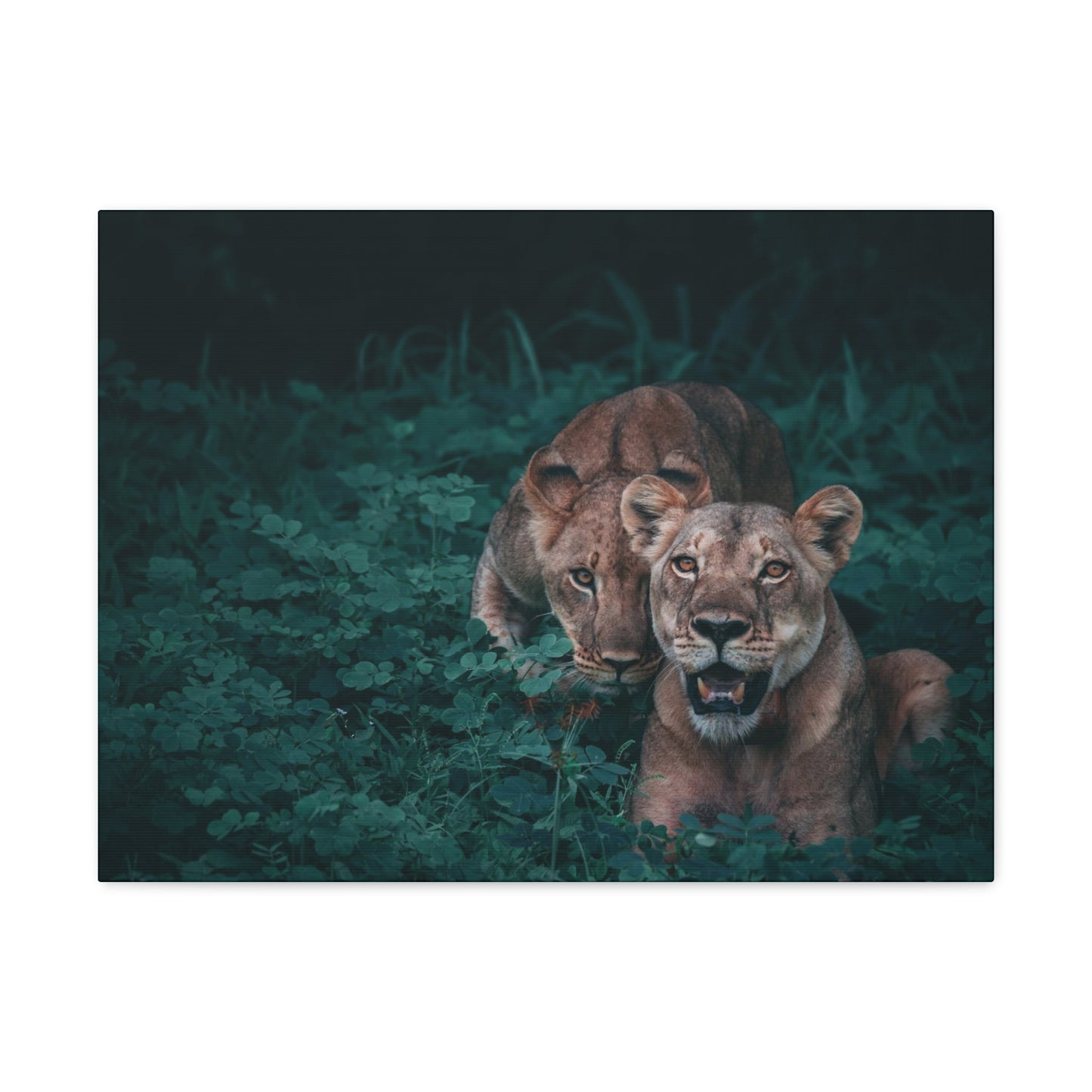 Lioness Pair Canvas Wall Art