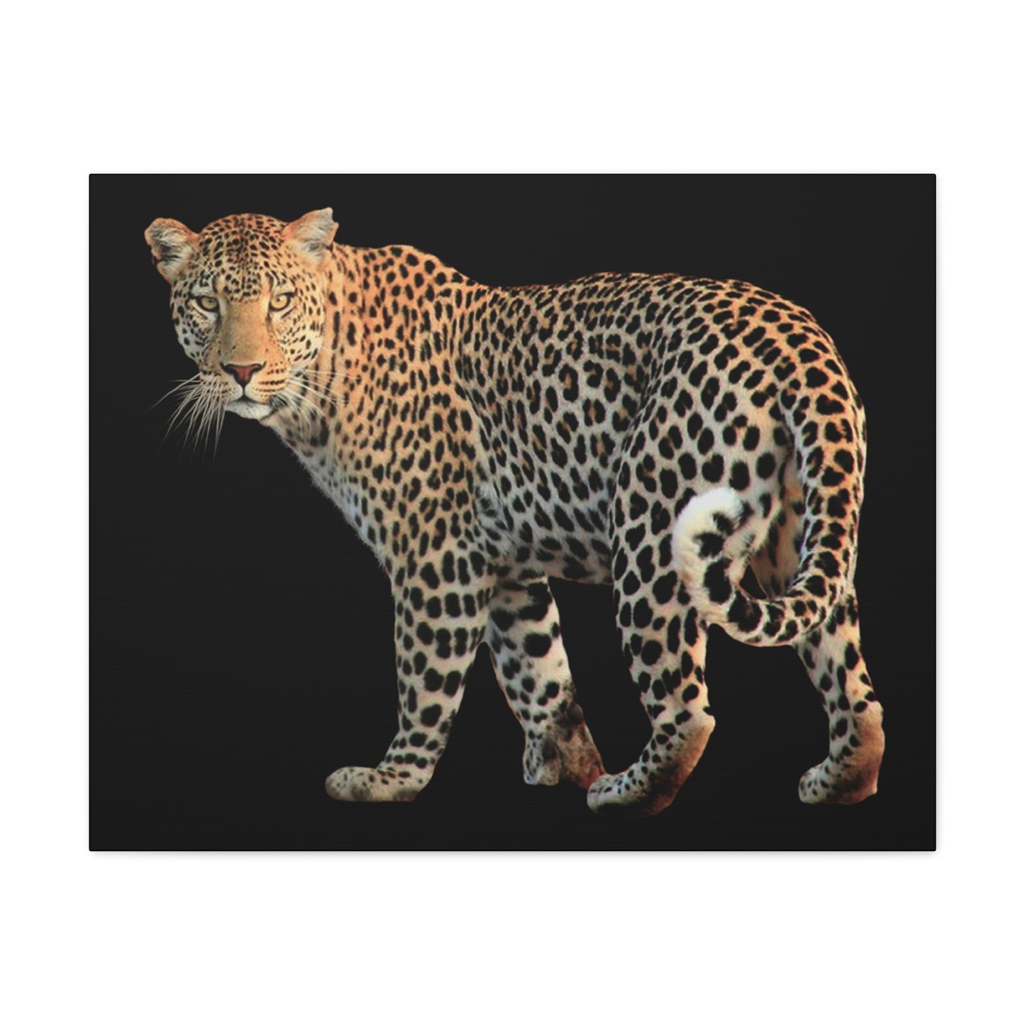 Leopard Canvas Wall Art