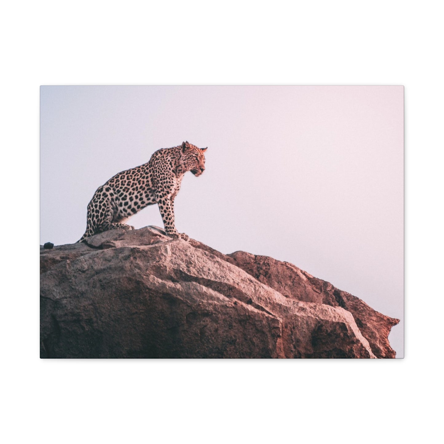 Alpha Cat Canvas Wall Art