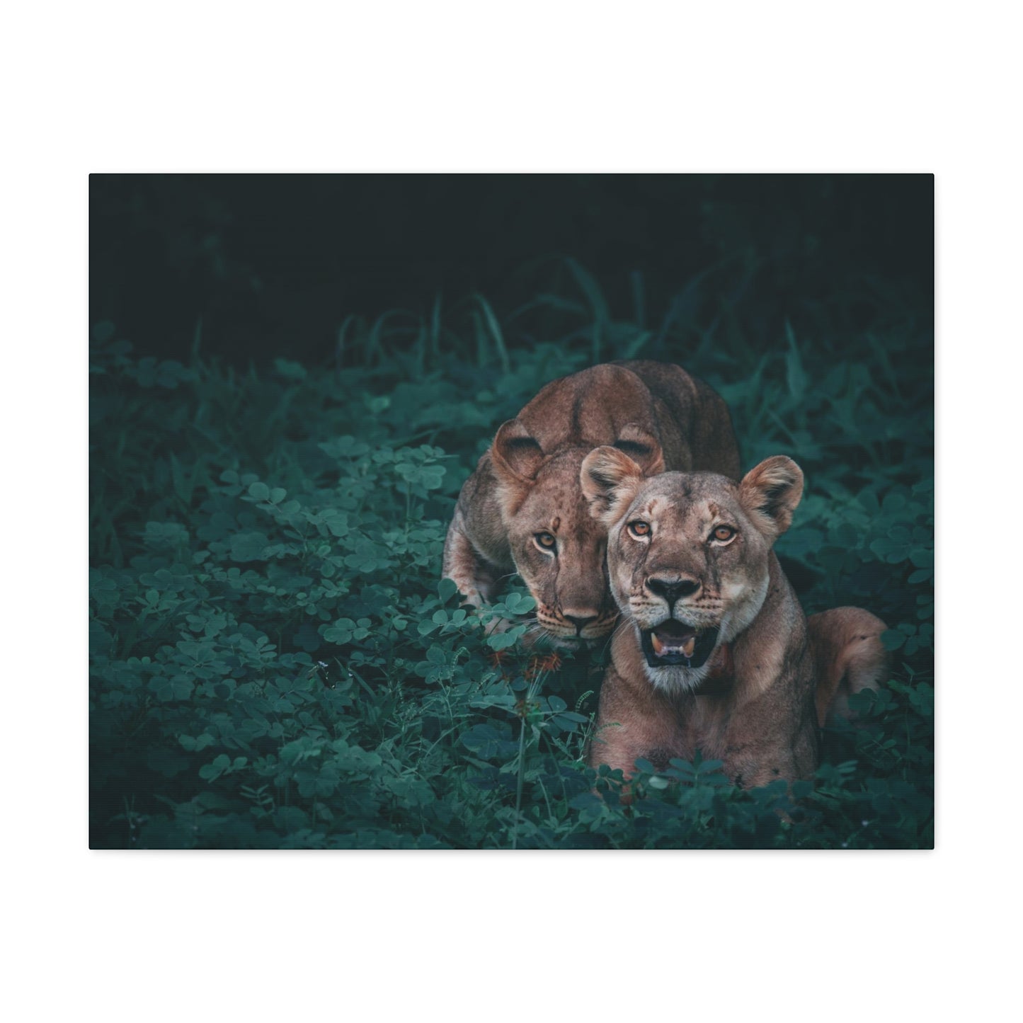 Lioness Pair Canvas Wall Art