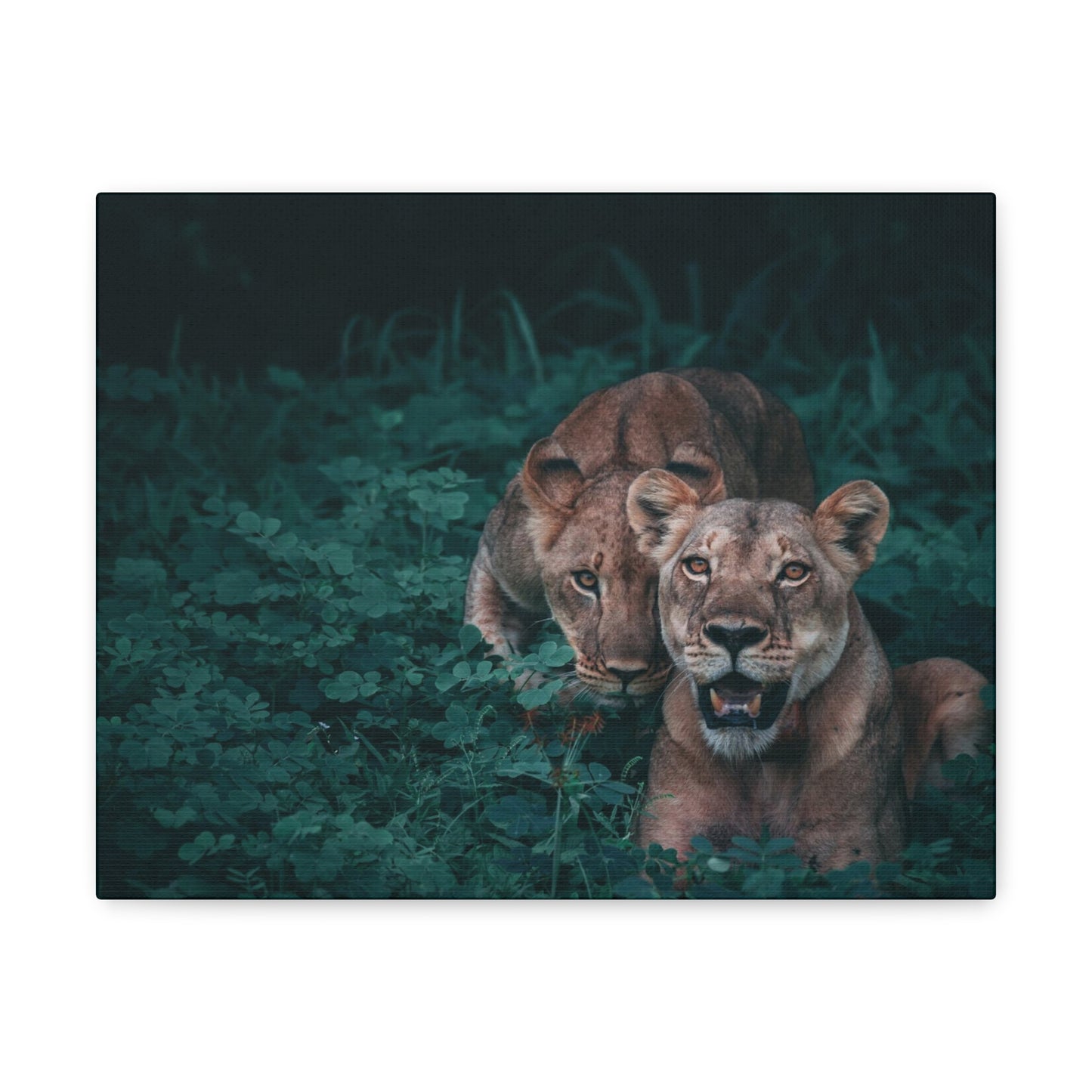 Lioness Pair Canvas Wall Art