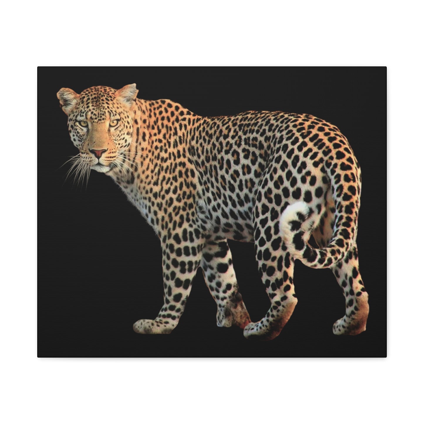 Leopard Canvas Wall Art