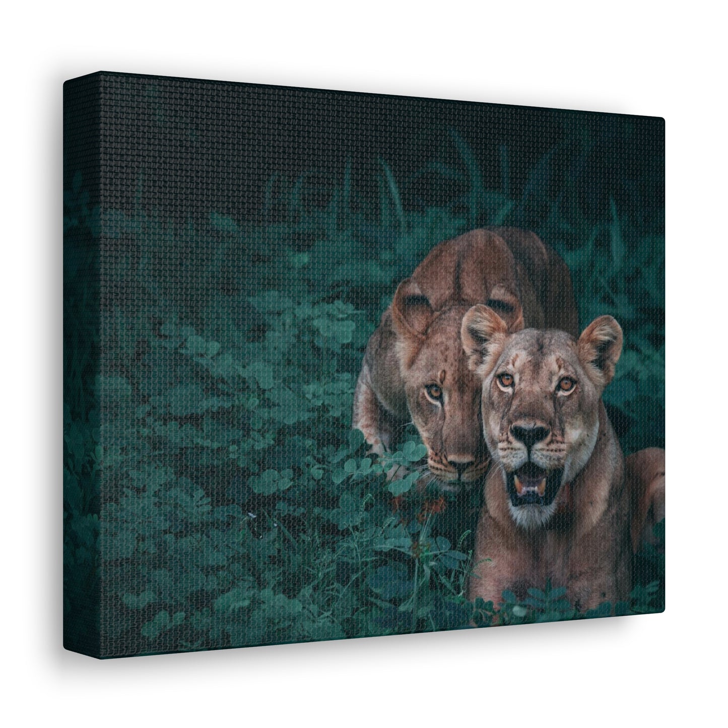 Lioness Pair Canvas Wall Art