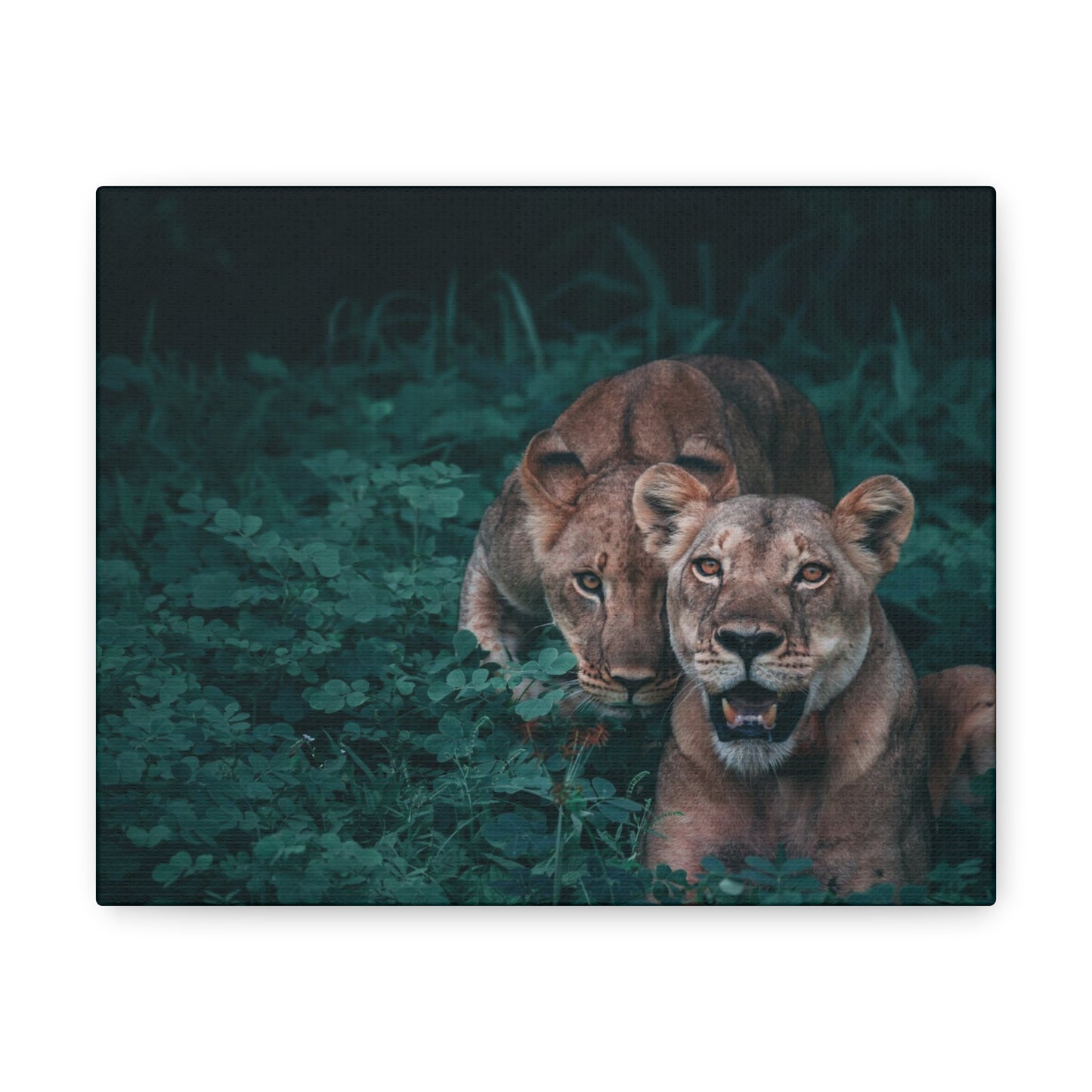 Lioness Pair Canvas Wall Art