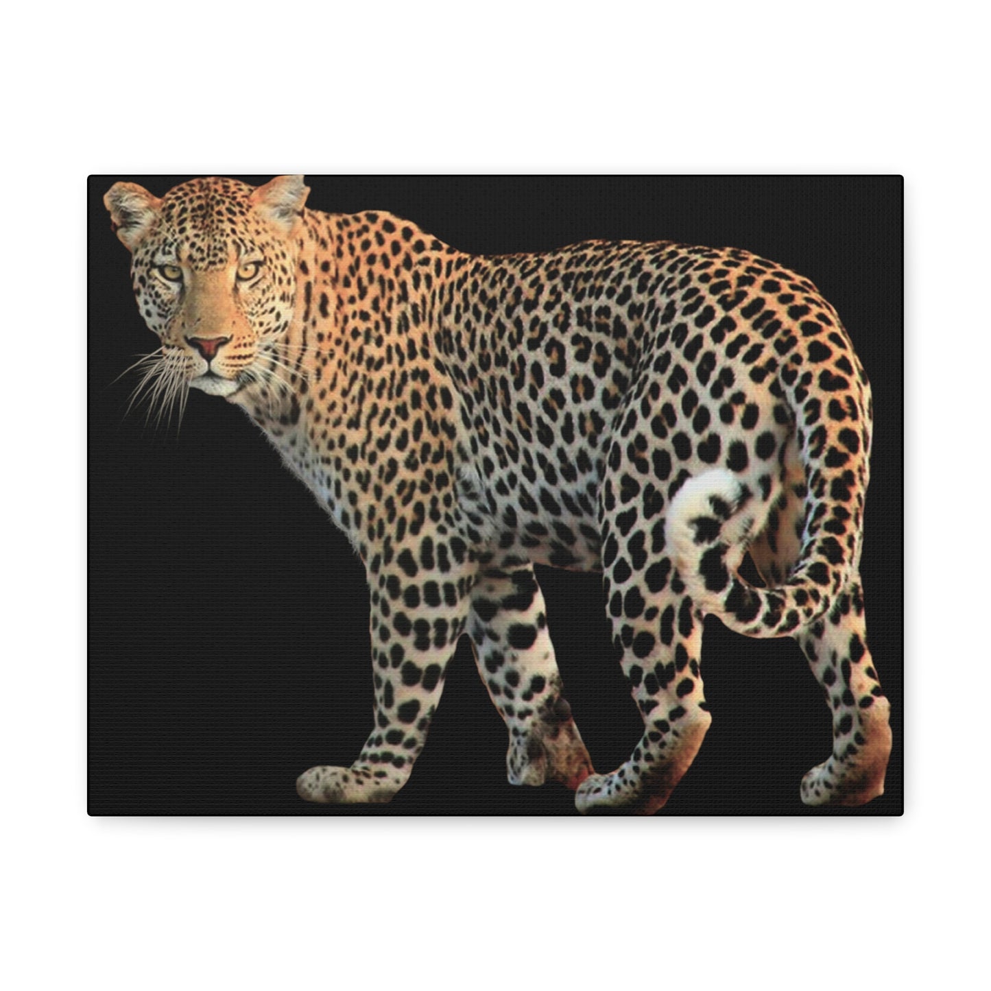 Leopard Canvas Wall Art