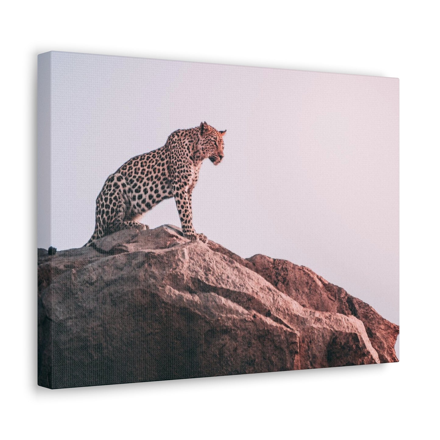 Alpha Cat Canvas Wall Art