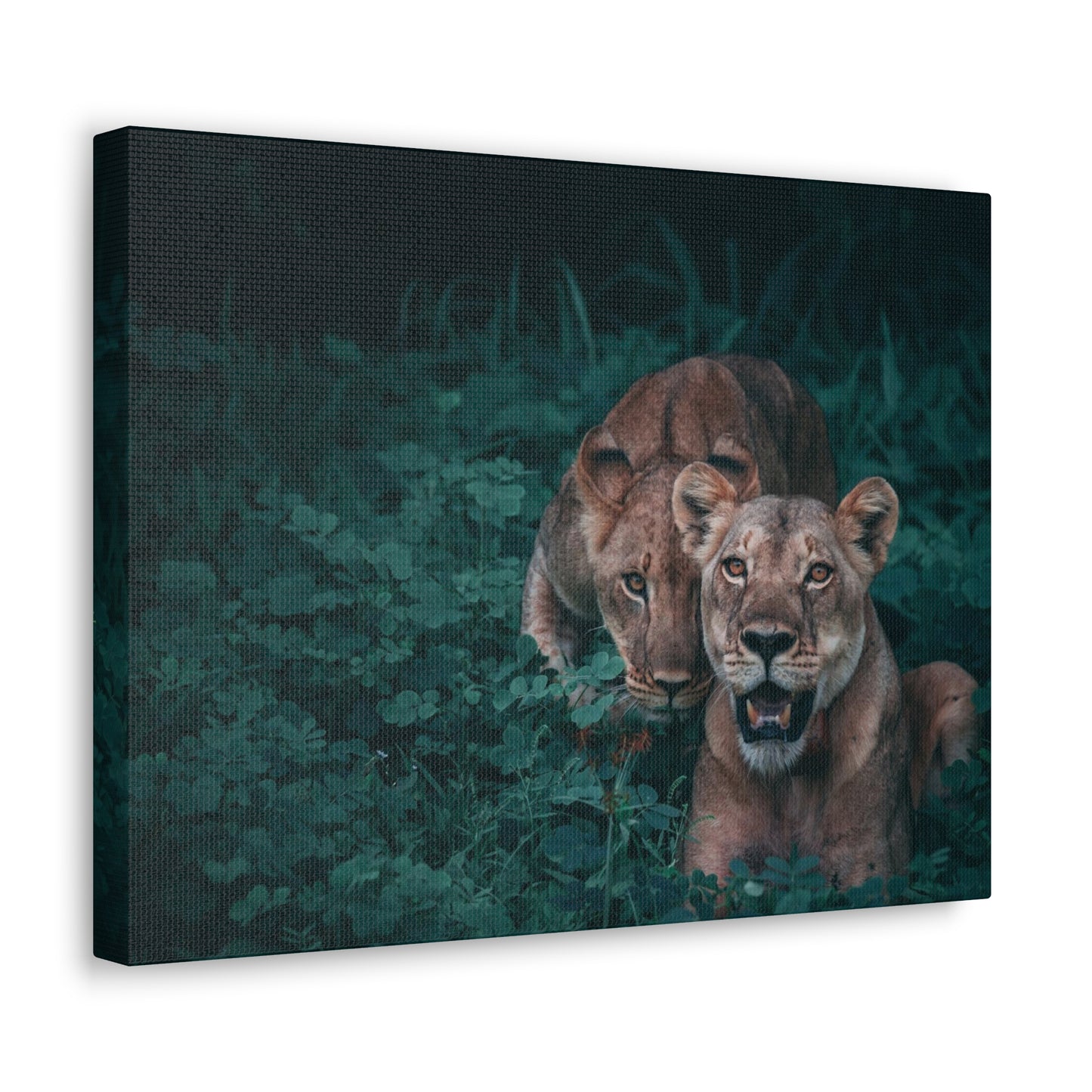 Lioness Pair Canvas Wall Art