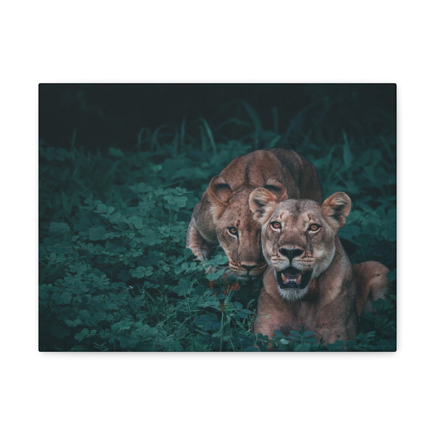 Lioness Pair Canvas Wall Art