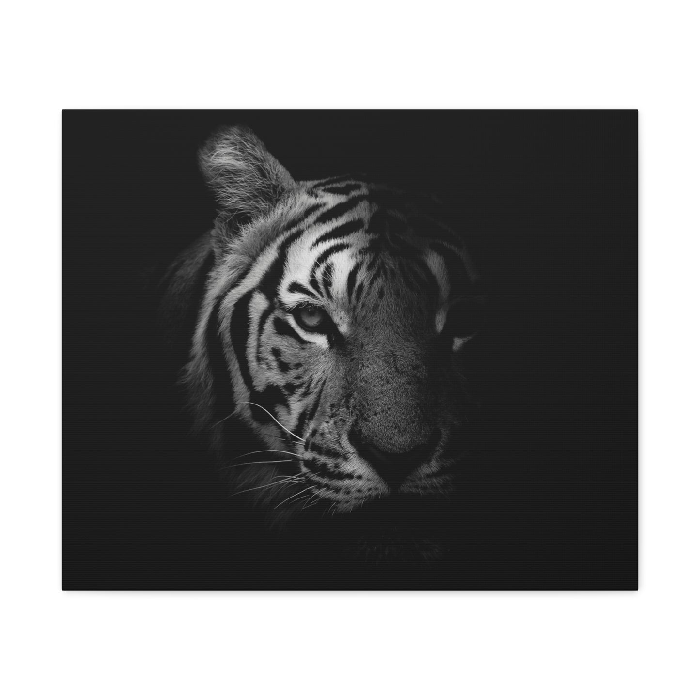 50 Stripes of Gray Tiger Canvas Wall Art