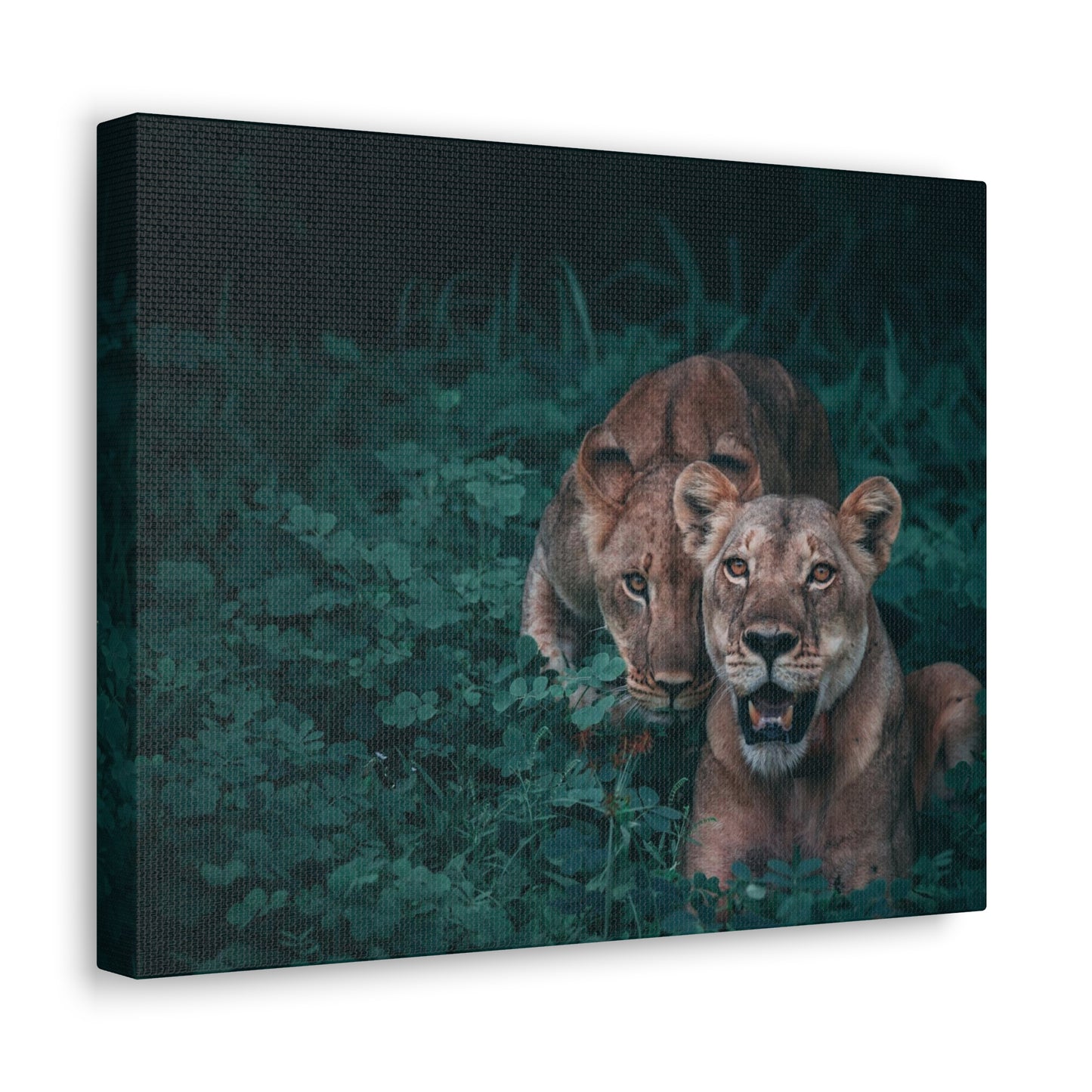 Lioness Pair Canvas Wall Art