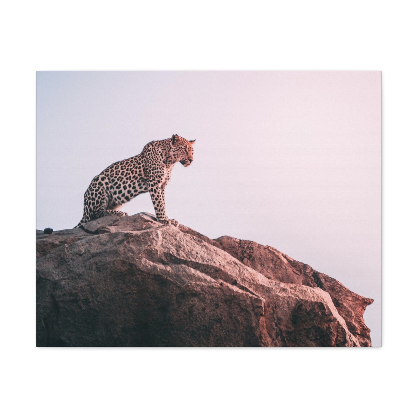 Alpha Cat Canvas Wall Art