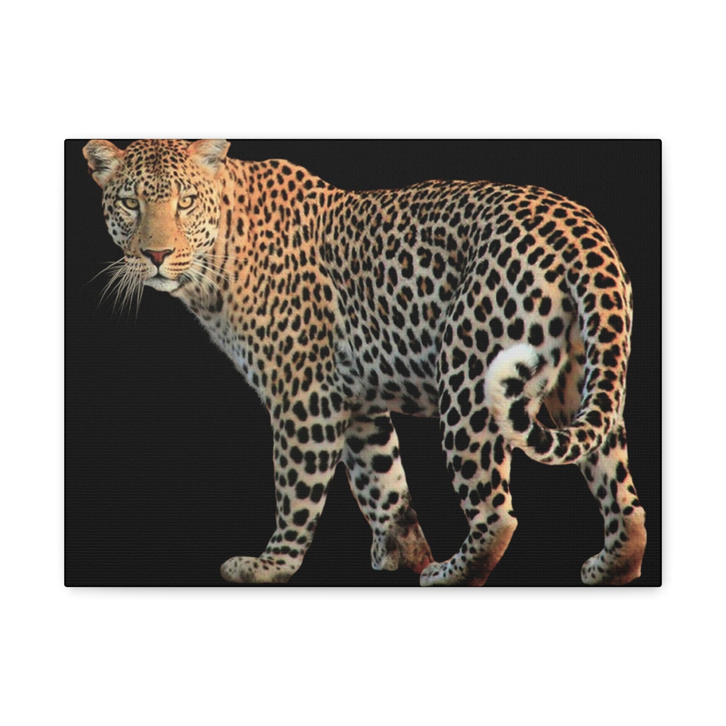 Leopard Canvas Wall Art