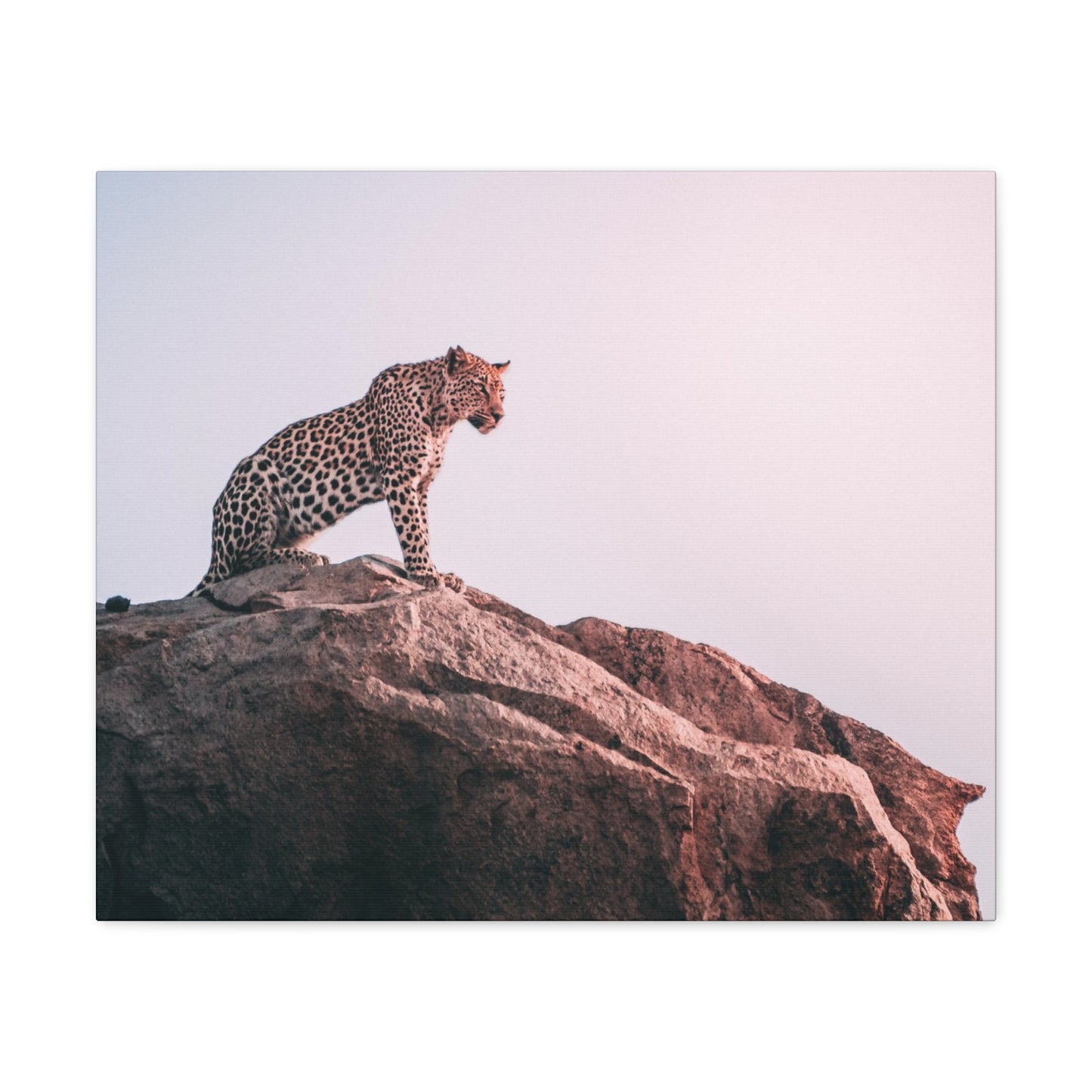 Alpha Cat Canvas Wall Art