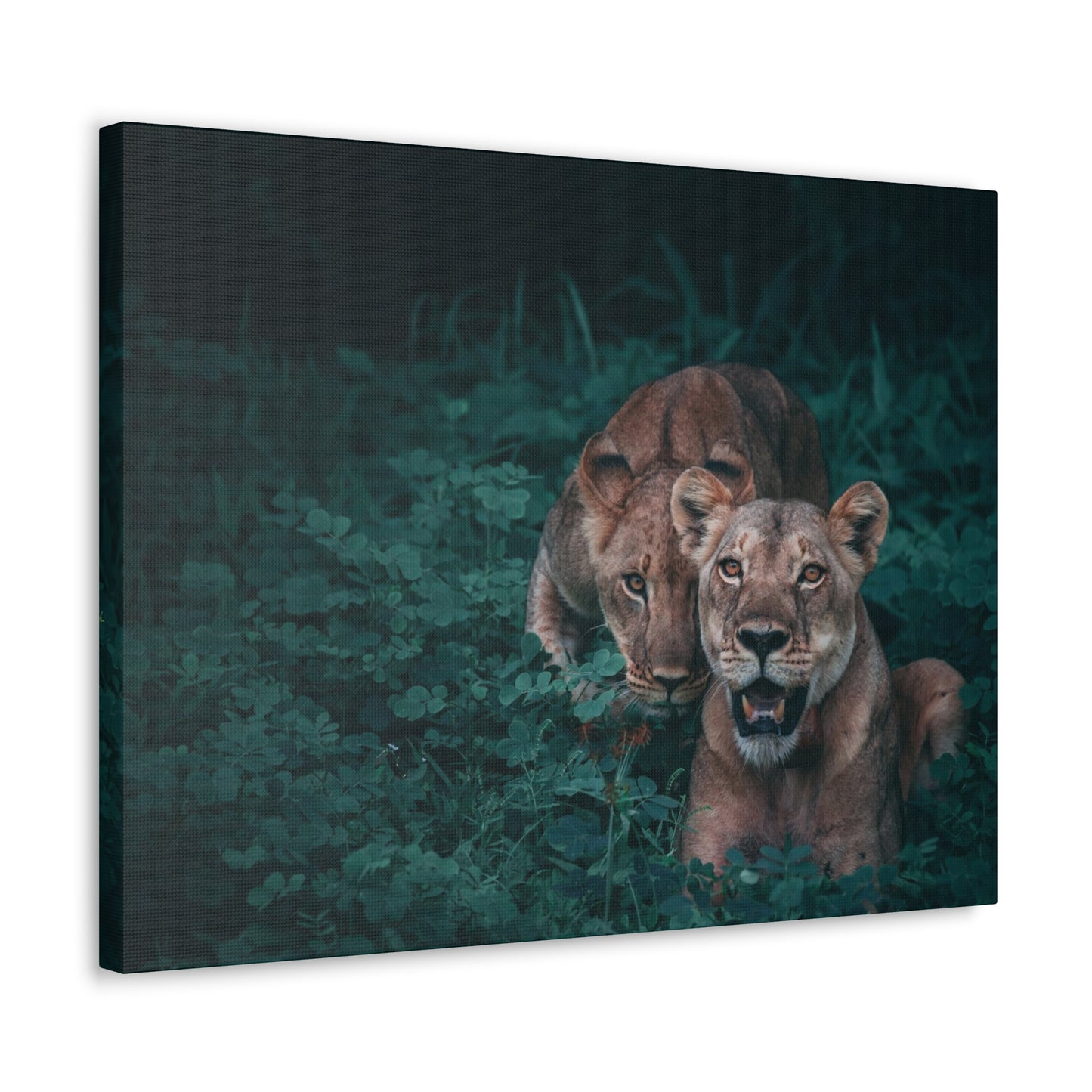 Lioness Pair Canvas Wall Art