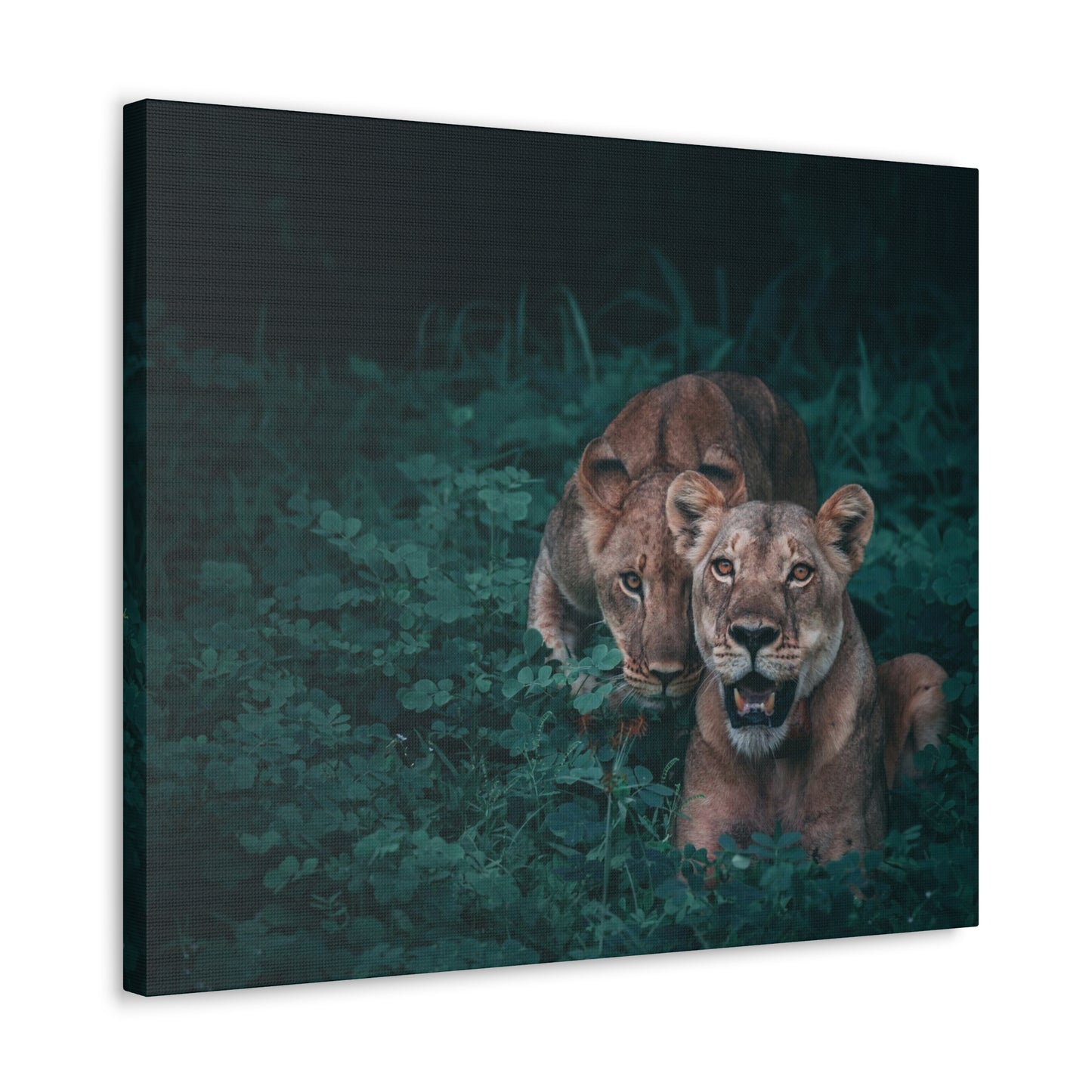 Lioness Pair Canvas Wall Art