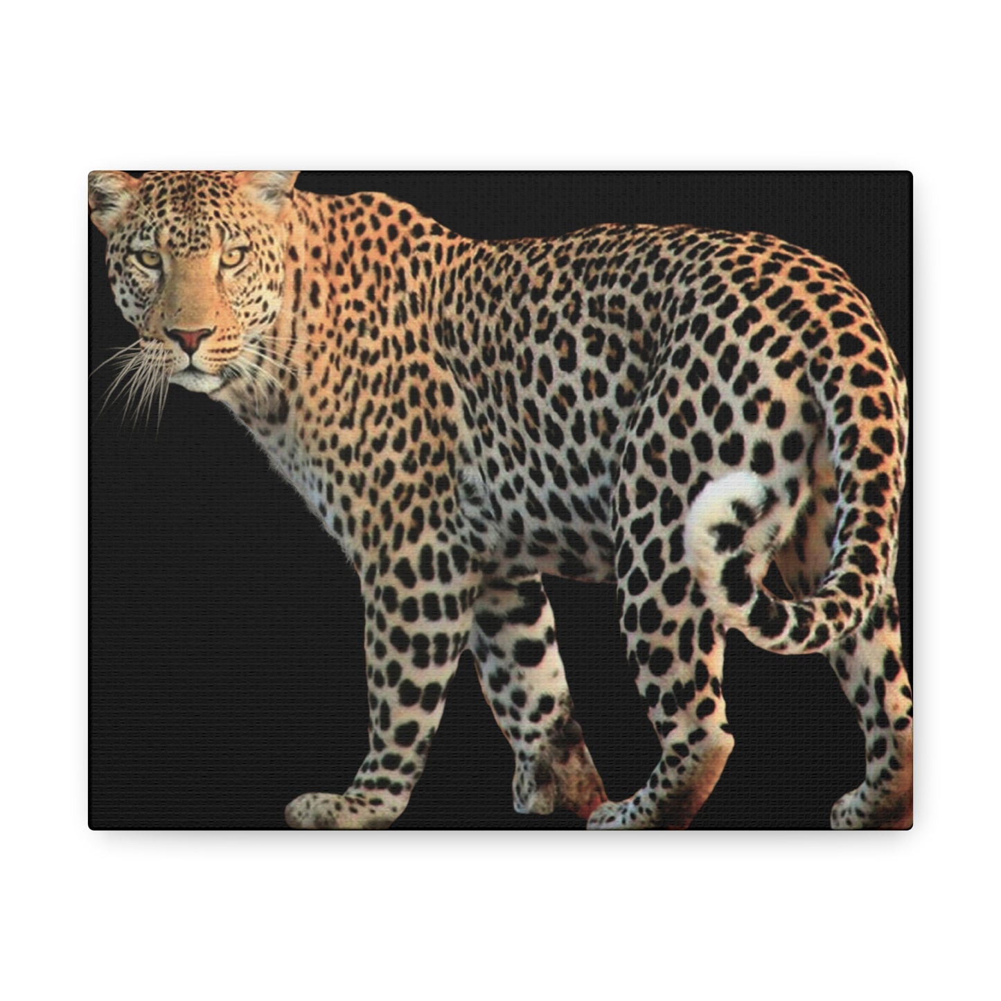 Leopard Canvas Wall Art