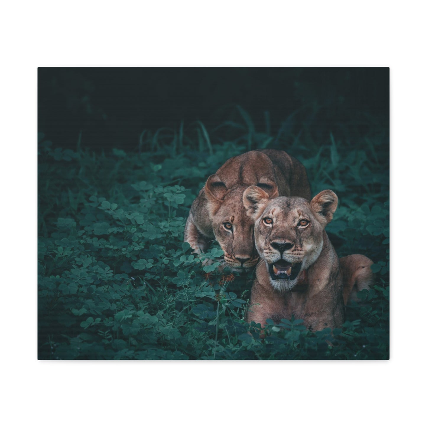 Lioness Pair Canvas Wall Art