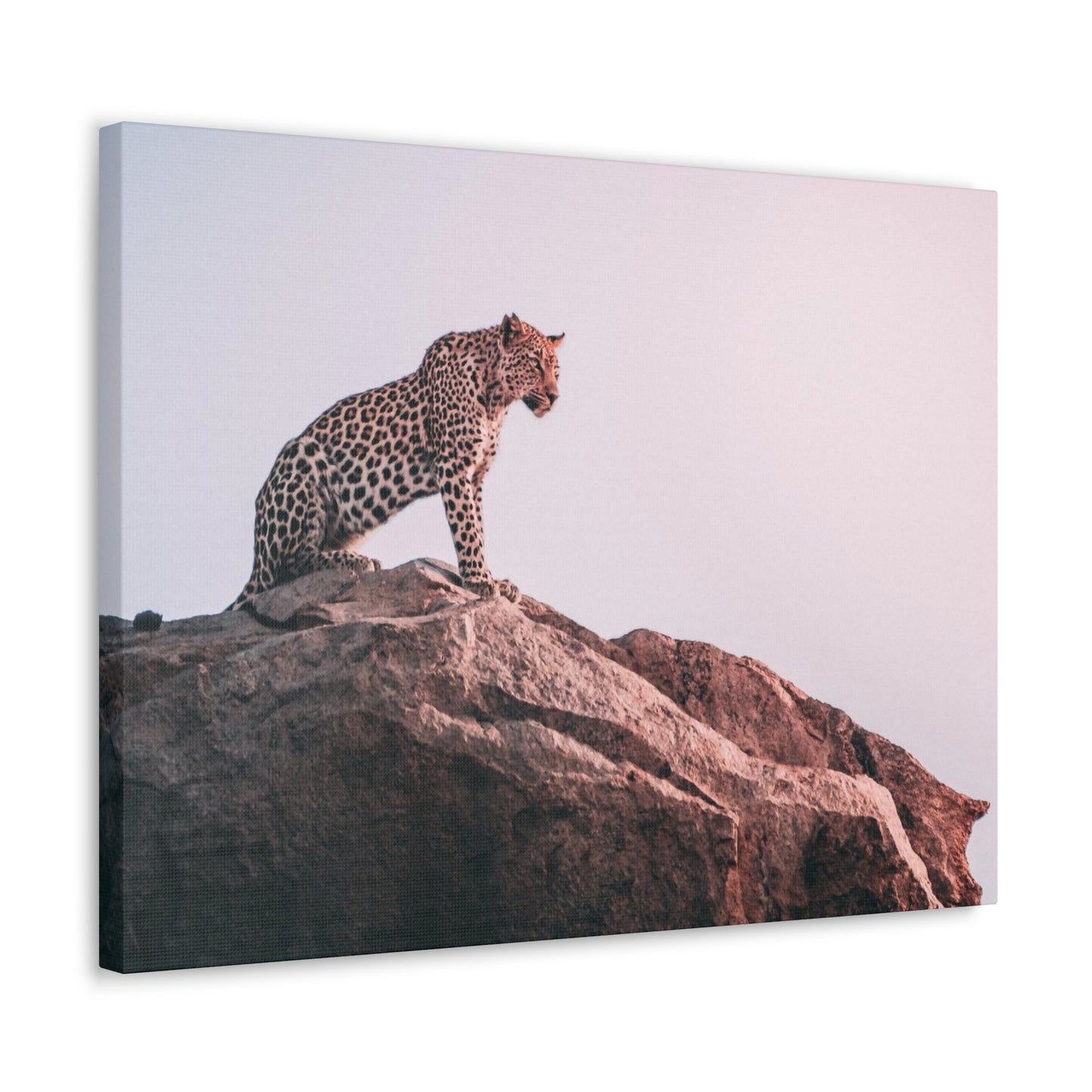 Alpha Cat Canvas Wall Art