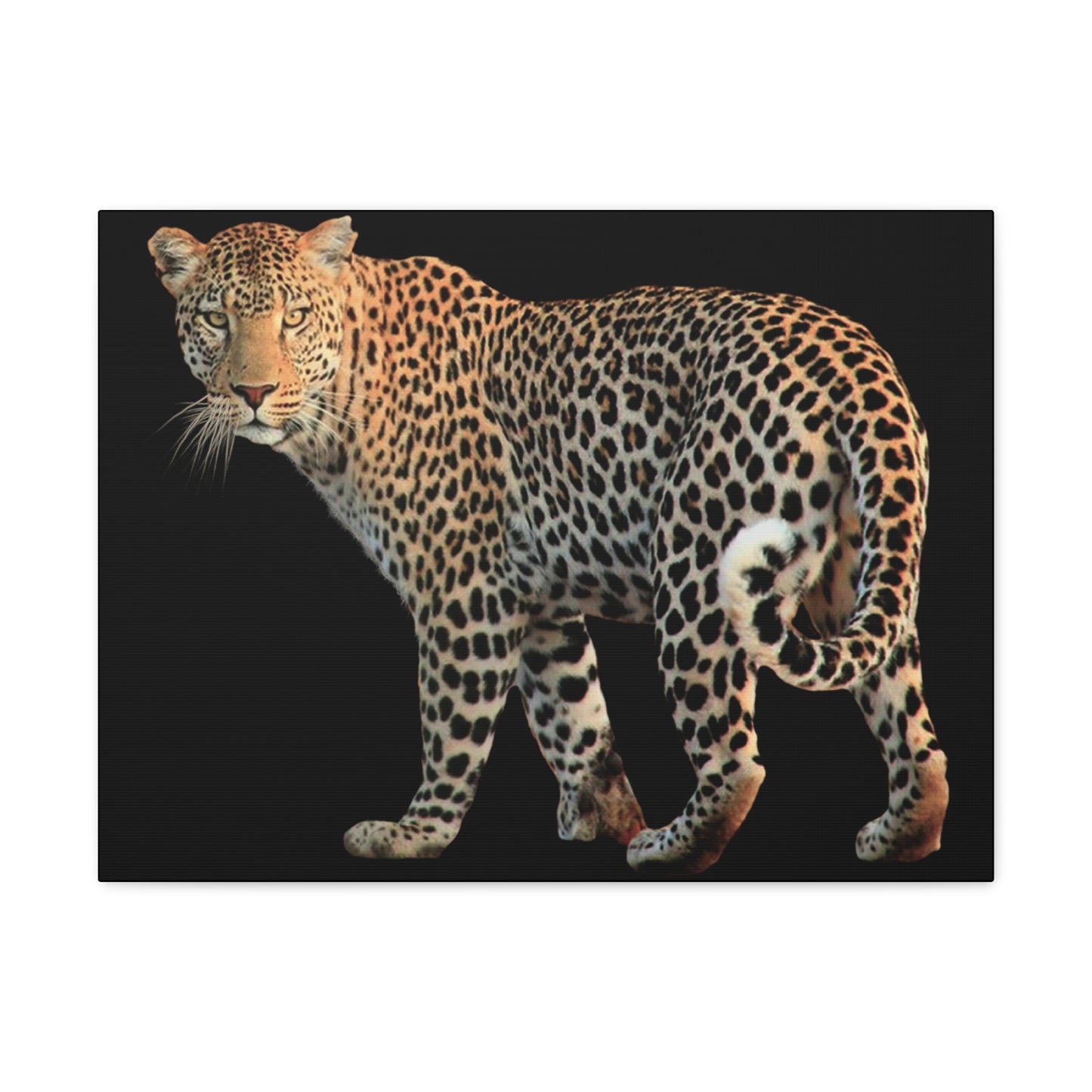 Leopard Canvas Wall Art